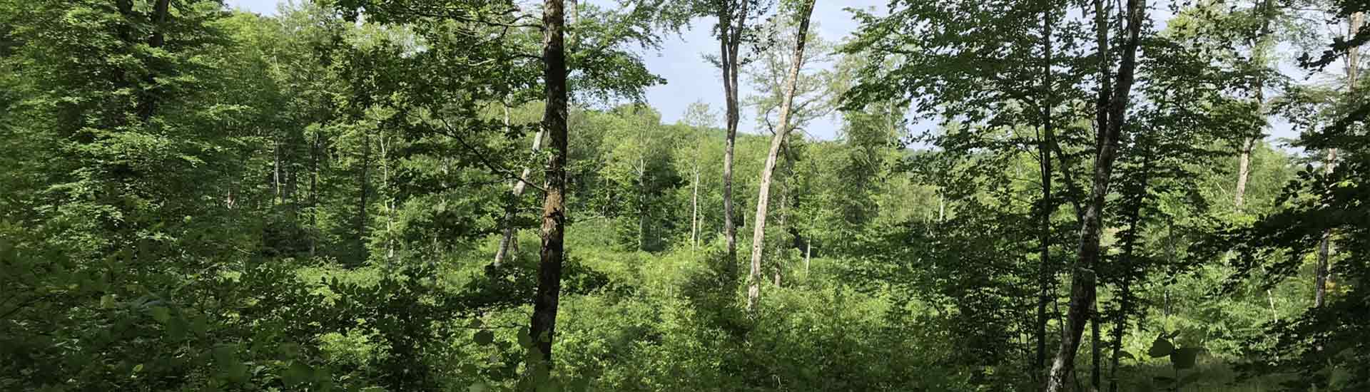Bois royal de Pierre Saux et du Pré de l'Auve