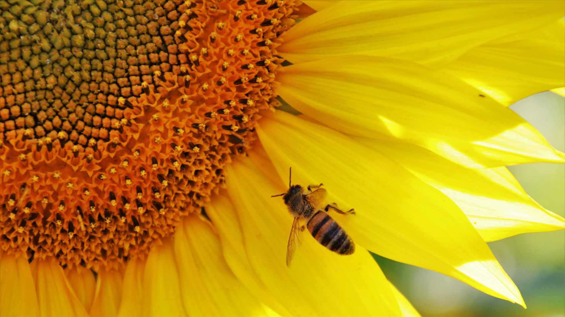 Une abeille sur un tournesol, symbole de la transition écologique