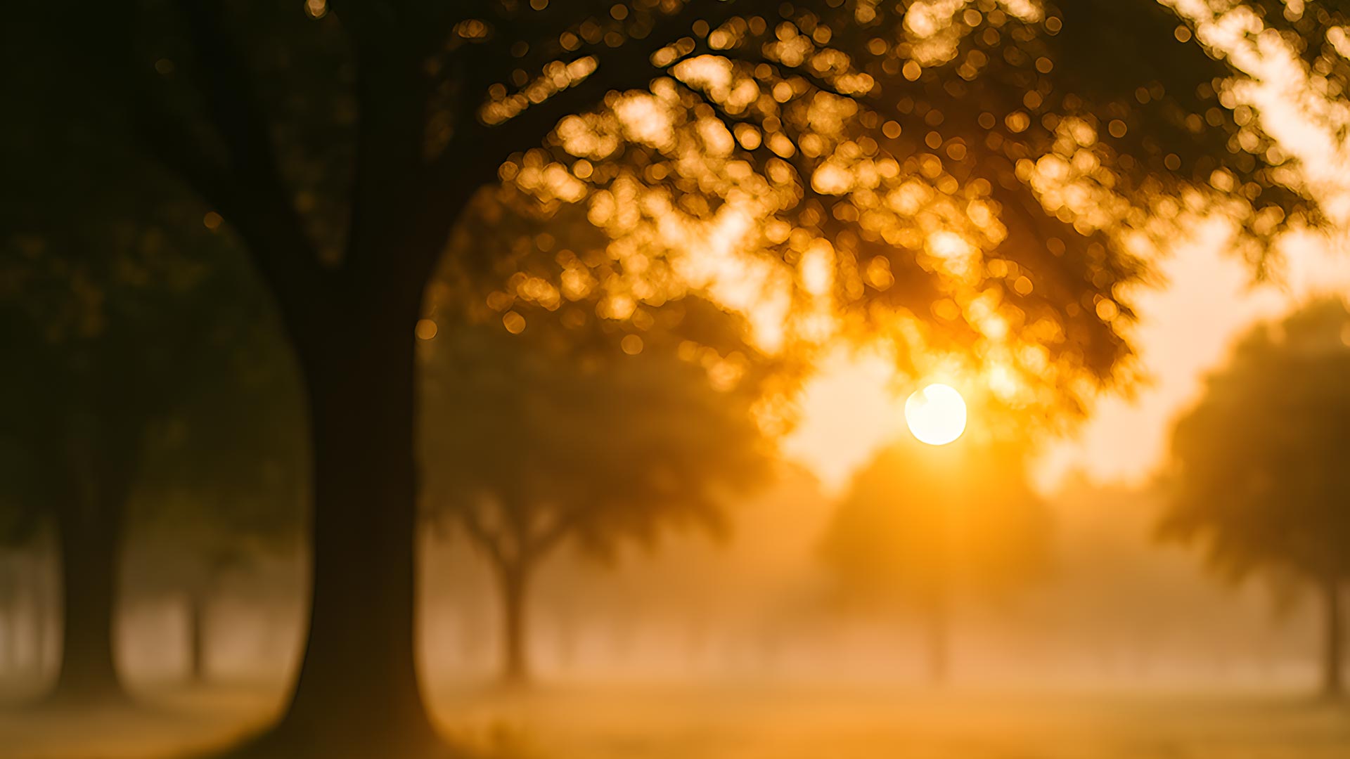 Image d'illustration nature et soleil évoquant le deuil